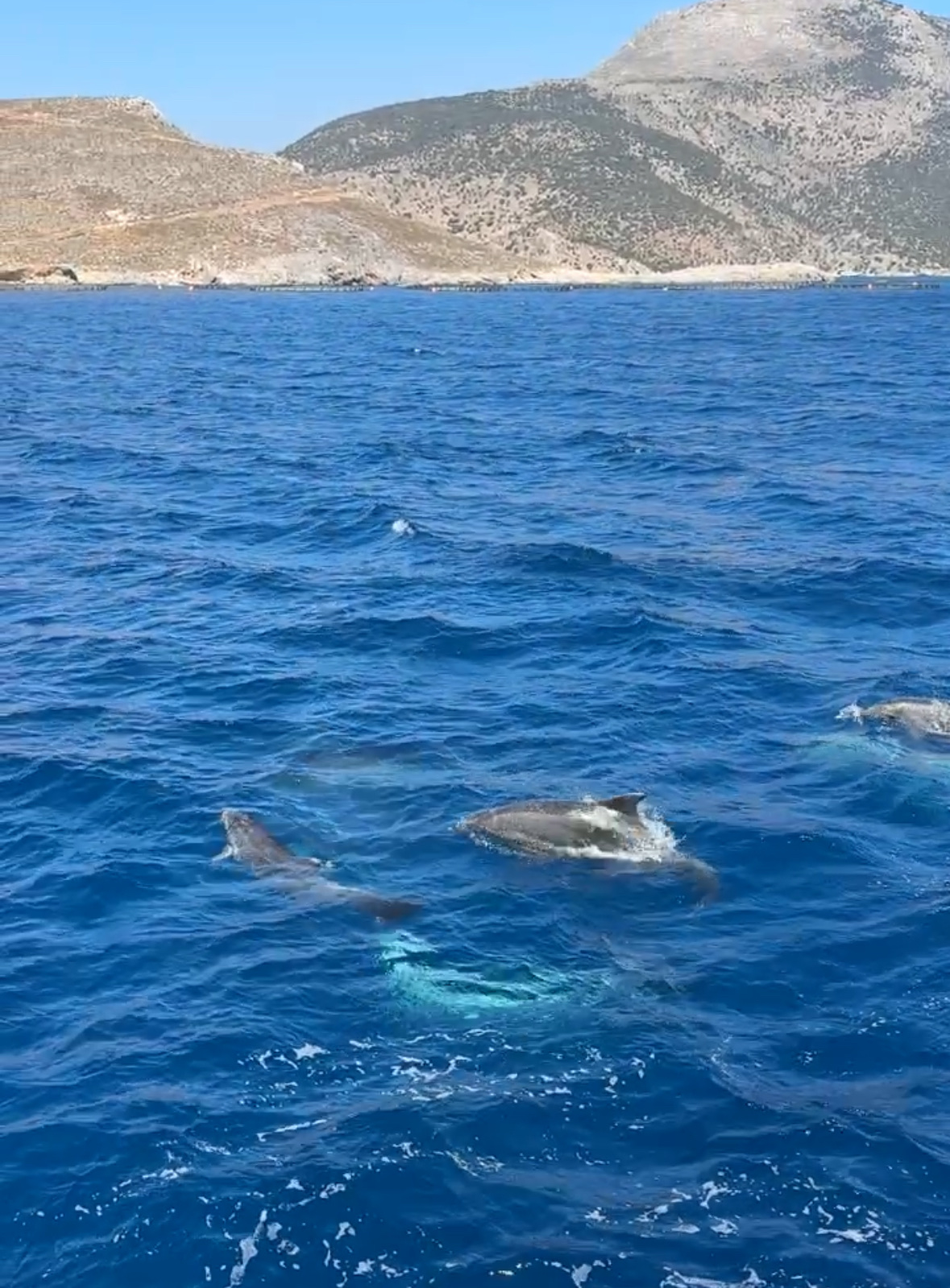 Kos Island — Odyssey Boat Cruises — galeri