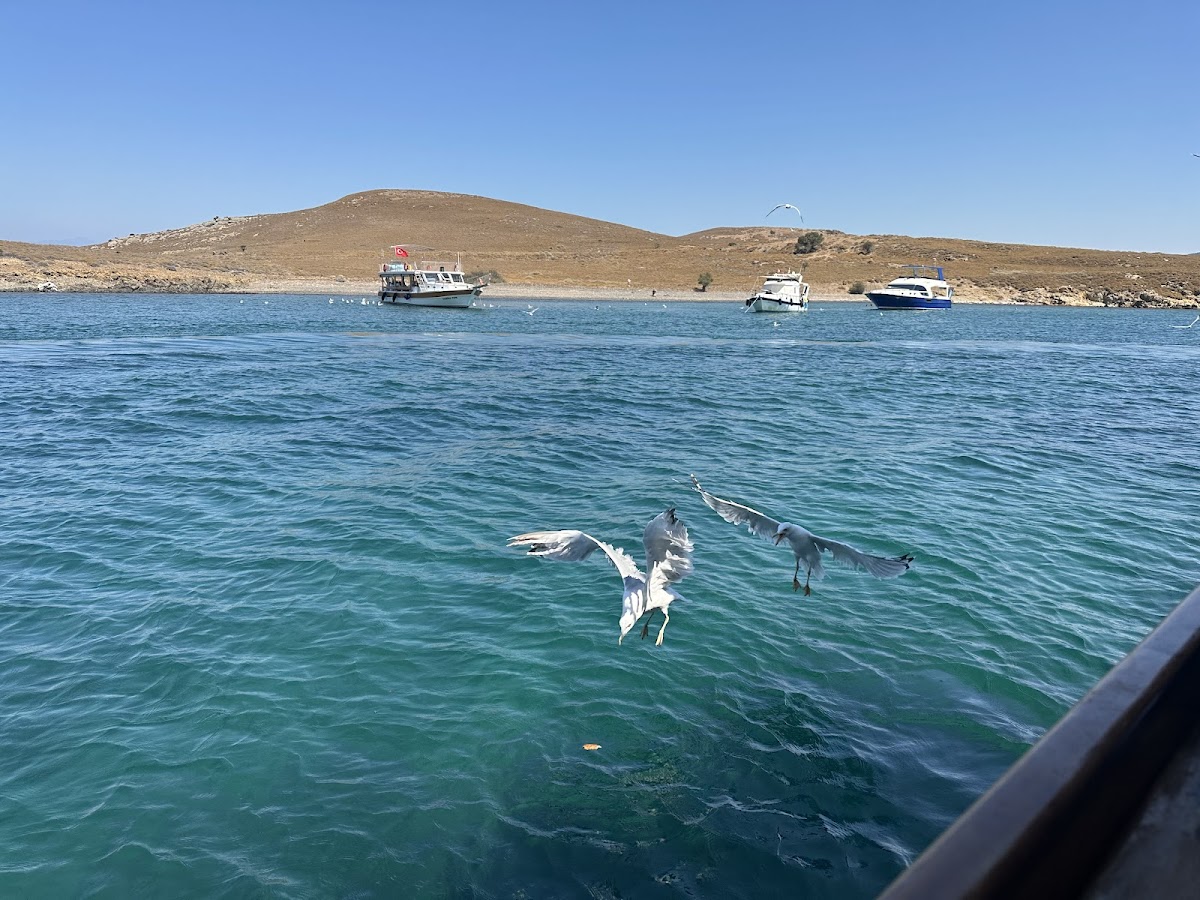 Ayvalık — Ayvalik Tekne Turu Pandora Tur — gallery