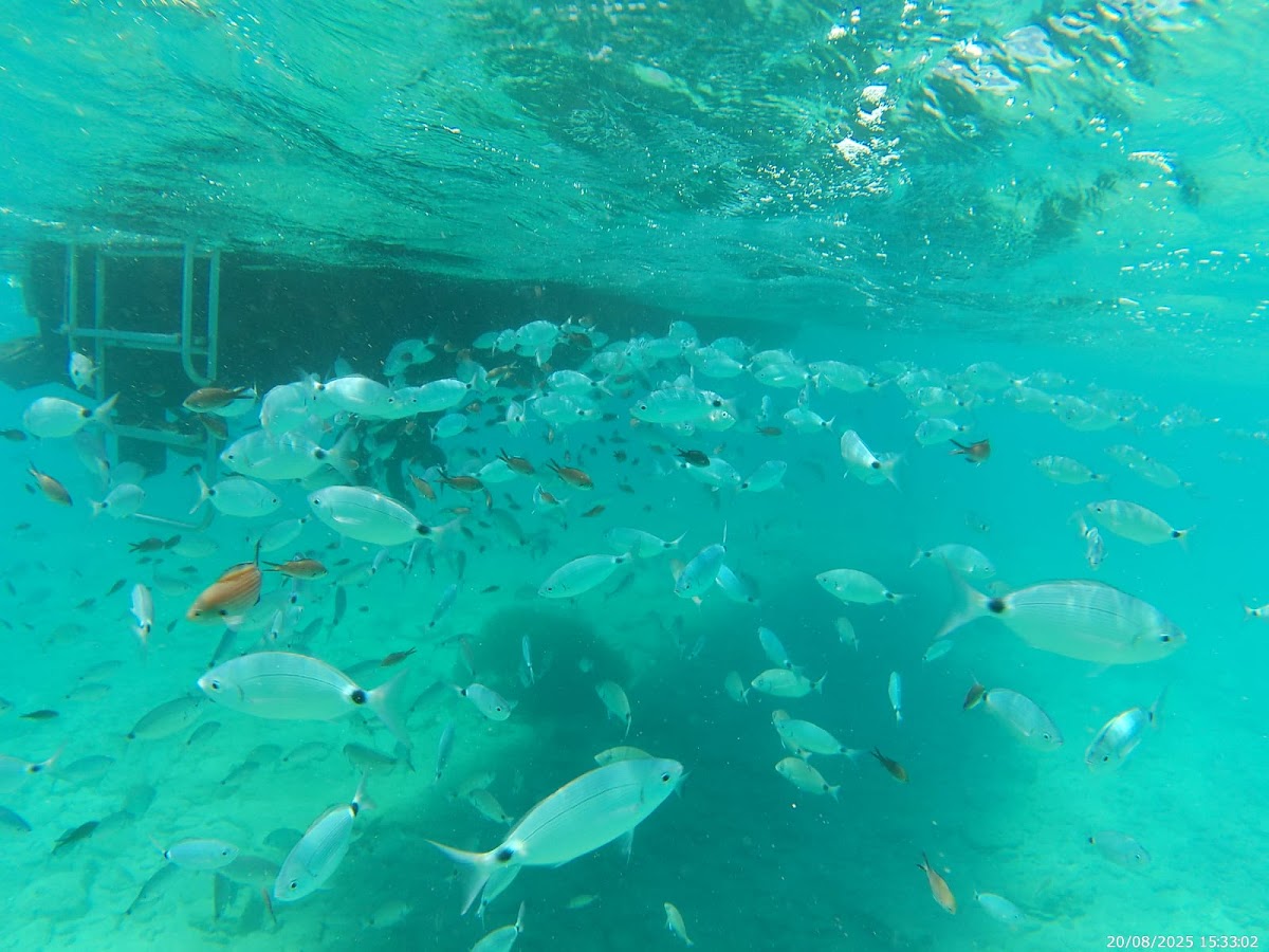 Crete — Chania Boat Trips — galeri