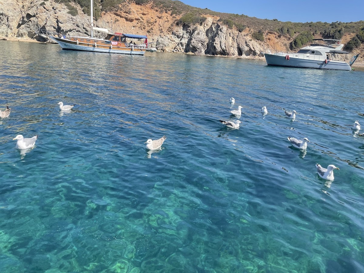 Cunda — Cunda Tur — galeri