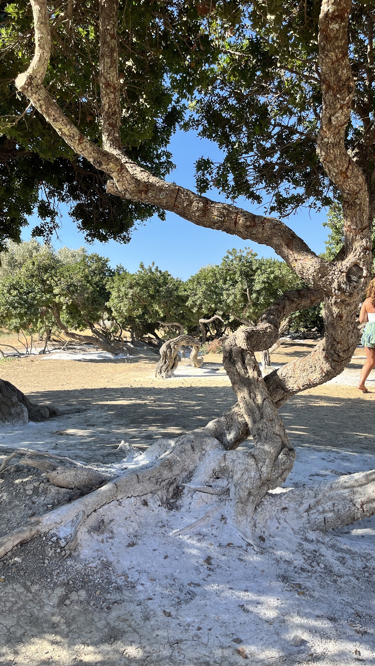 Chios Island — Kanaris Tours — gallery