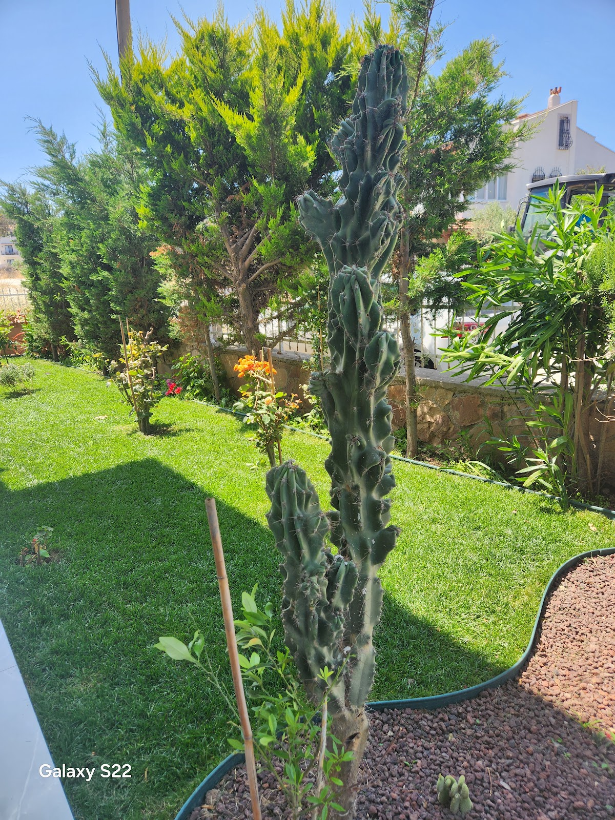 Cunda — Kaya Korugu Cunda - Ayvalık Namık Kemal Butik Otel — galeri