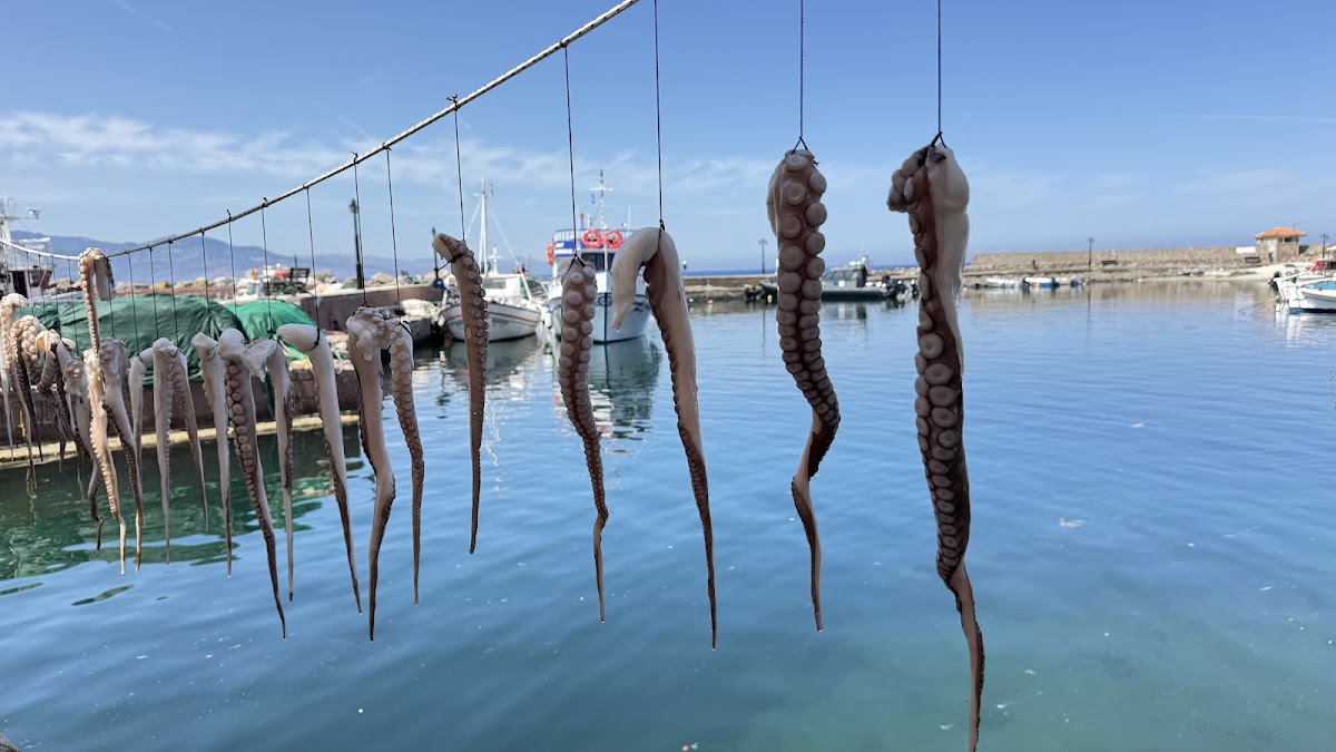 Lesvos — The Octopus Restaurant — gallery